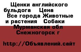 Щенки английского бульдога  › Цена ­ 60 000 - Все города Животные и растения » Собаки   . Мурманская обл.,Снежногорск г.